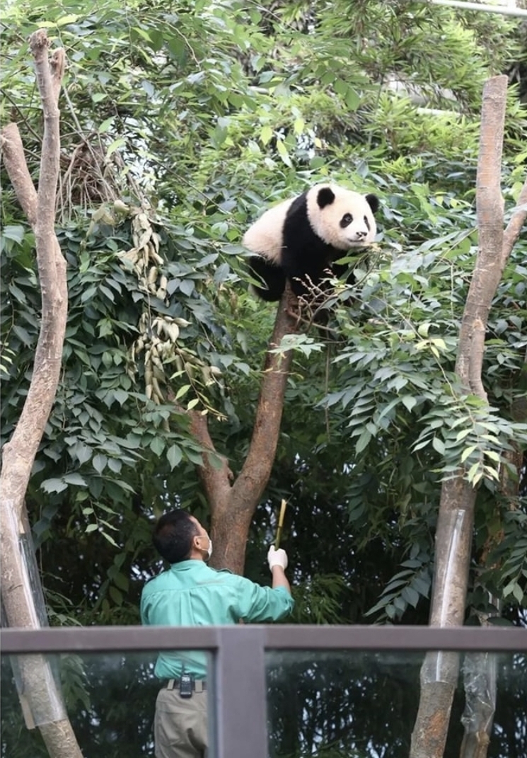 🐼 안 보이는 척하는 아기 판다 🐼 | 인스티즈