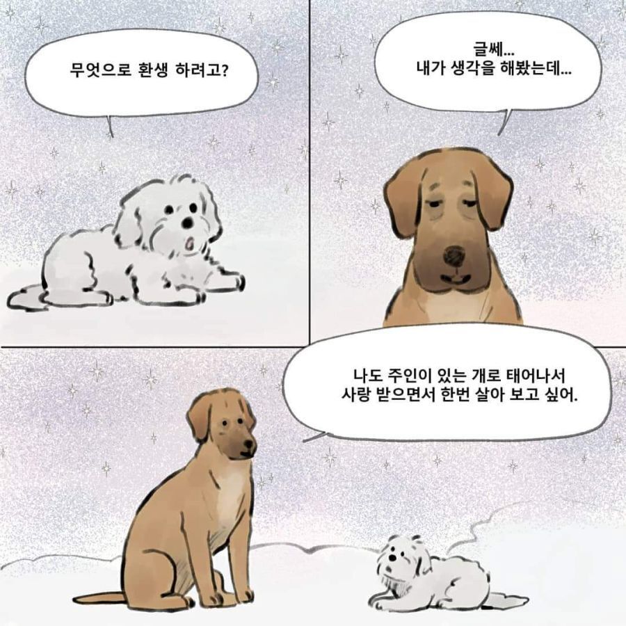 환생하려는 강아지 | 인스티즈