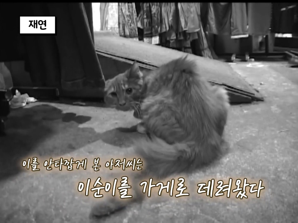 거북이 오너 고양이 | 인스티즈
