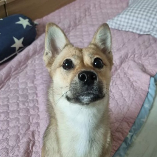 어 나 탁이인데 나랑 같이 짜장면 먹을 가족 3년째 기다린다 연락줘💌 | 인스티즈