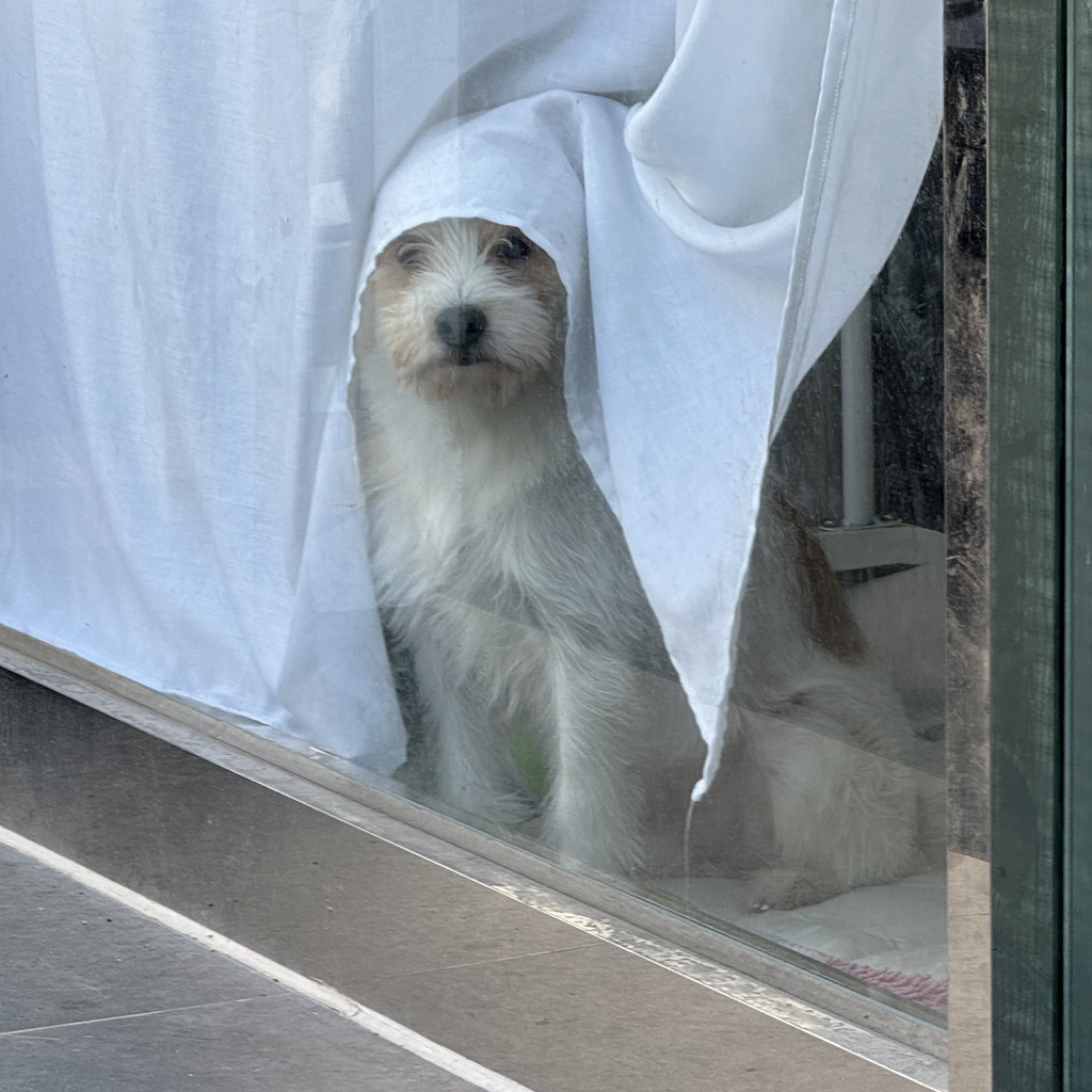 귀여운게 하나가 아니라 둘 | 인스티즈