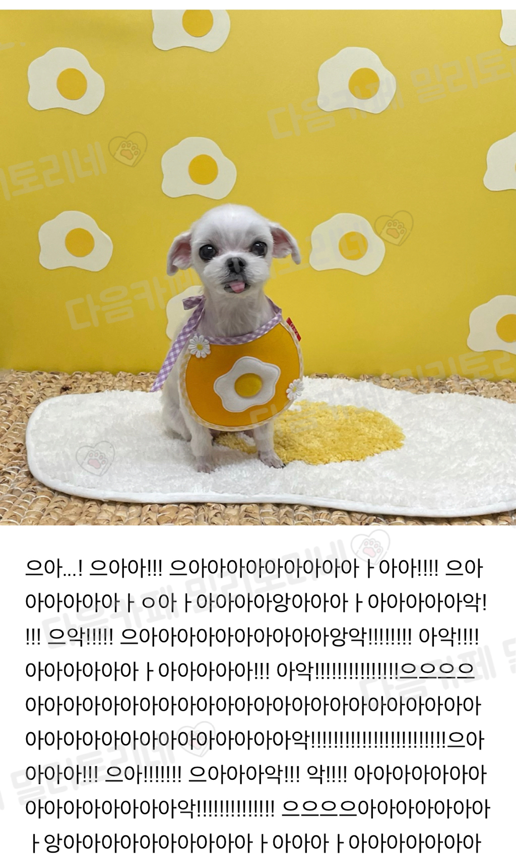 [냥귀염] 아니 머냐 동물병원에서 미용했는데 이런거 찍어주셨어 | 인스티즈
