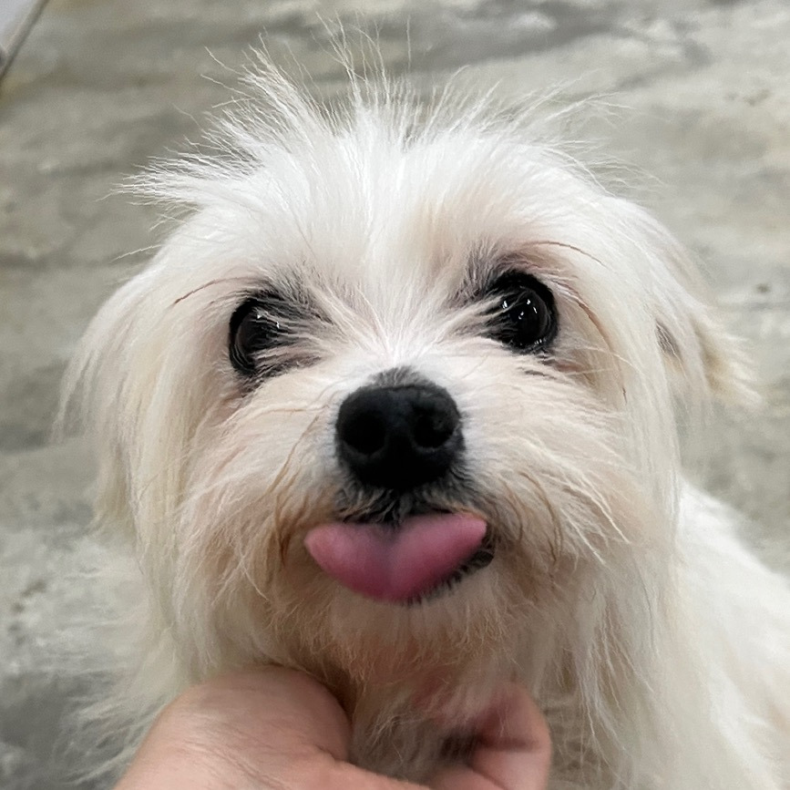 딱 3개월‼️ 따수운 임보처를 기다리는 귀염둥이들 🐶❤️ | 인스티즈