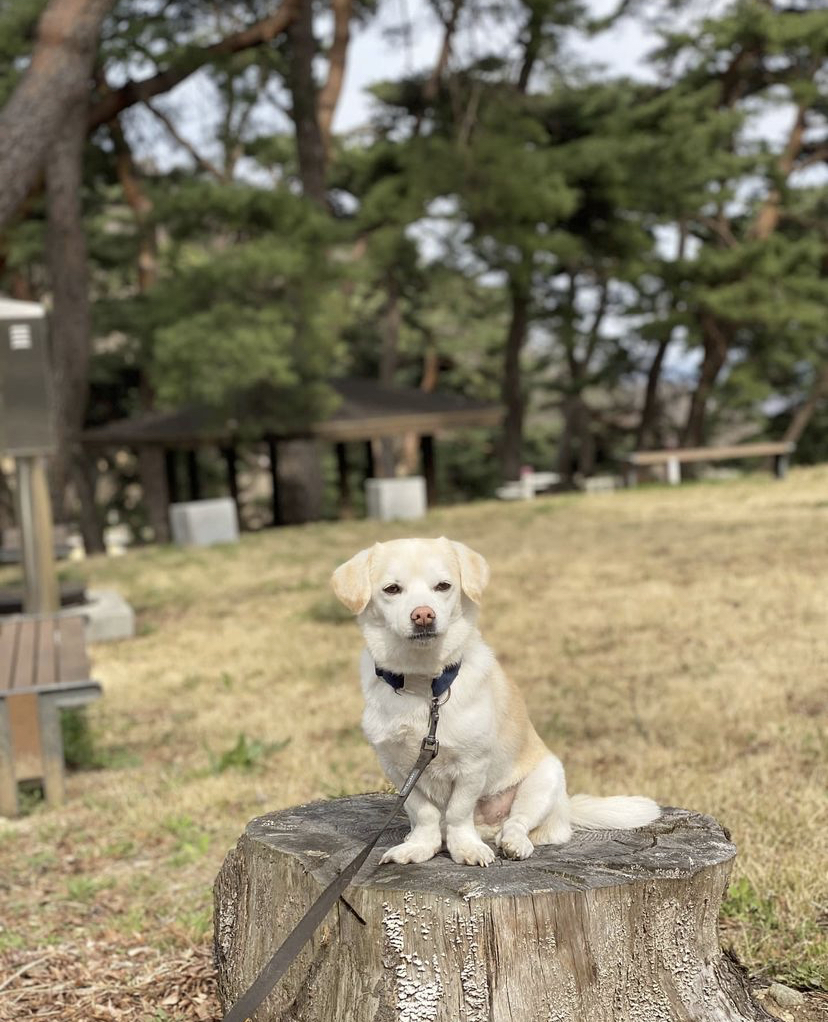 한 때 대한민국에서 모르는 사람이 없던 강아지 | 인스티즈