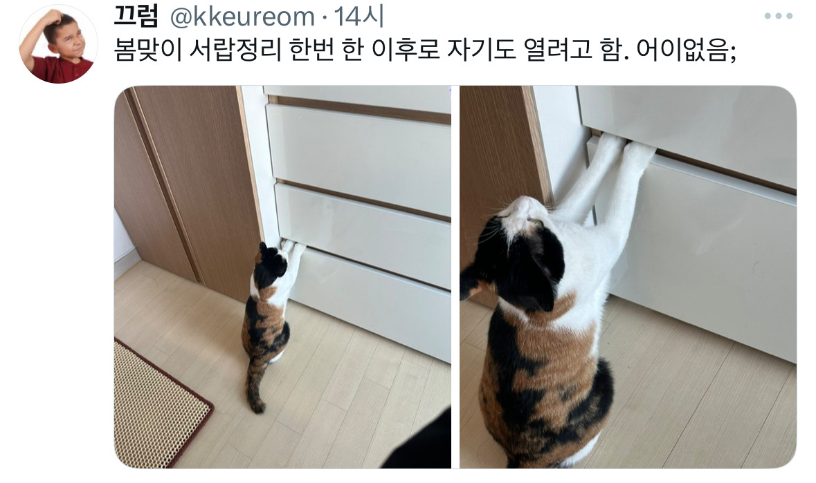 봄맞이 서랍정리 한번 한 이후로 자기도 열려고 함. 어이없음; | 인스티즈