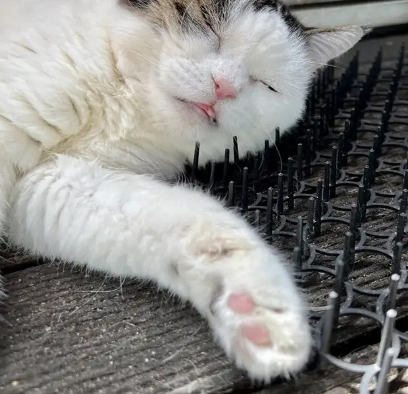 고양이 접근방지 패드 후기 | 인스티즈