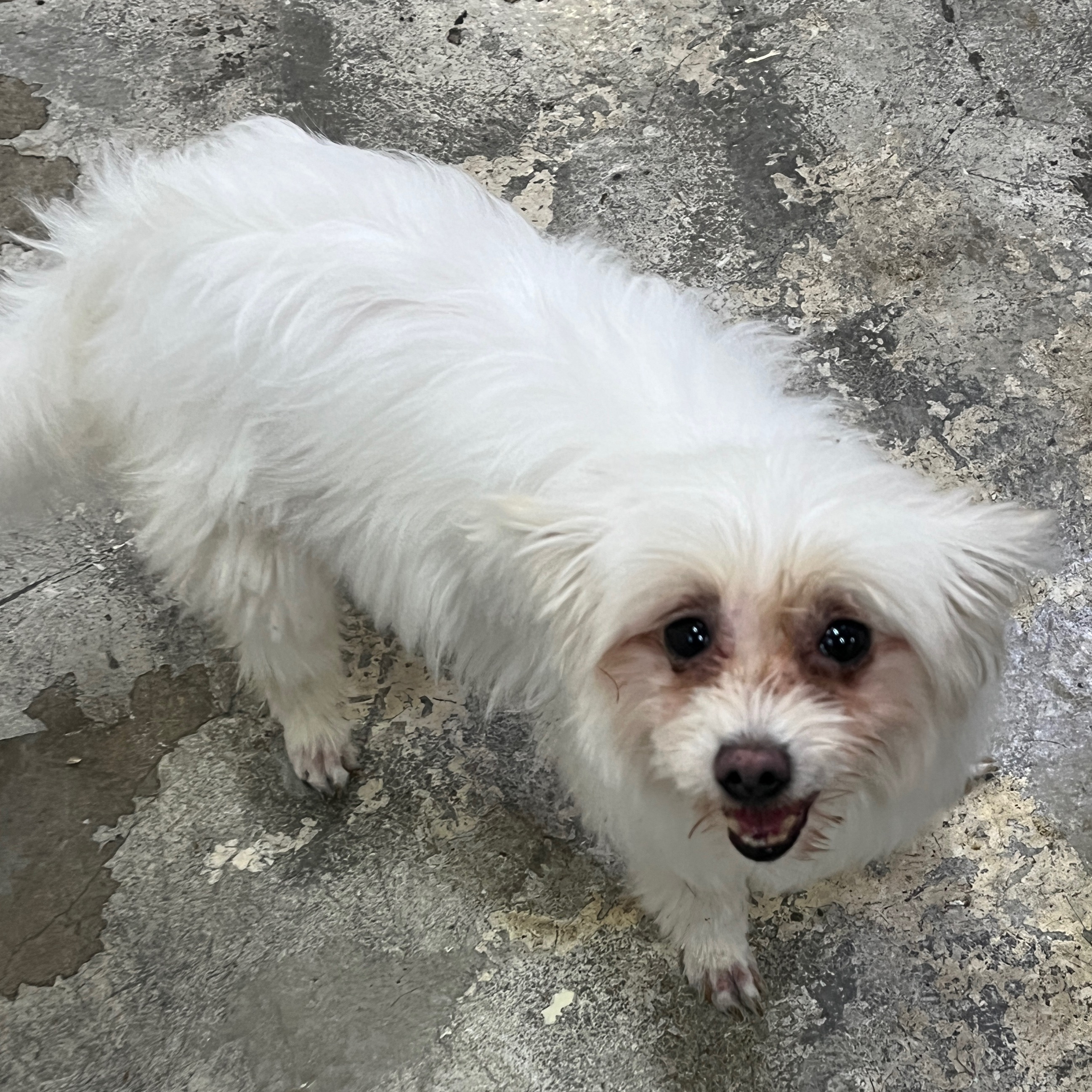 🐶: 저기.. 나랑 연말도 새해도 같이 보내자..❤️ 3개월 단기임보처 괌! | 인스티즈