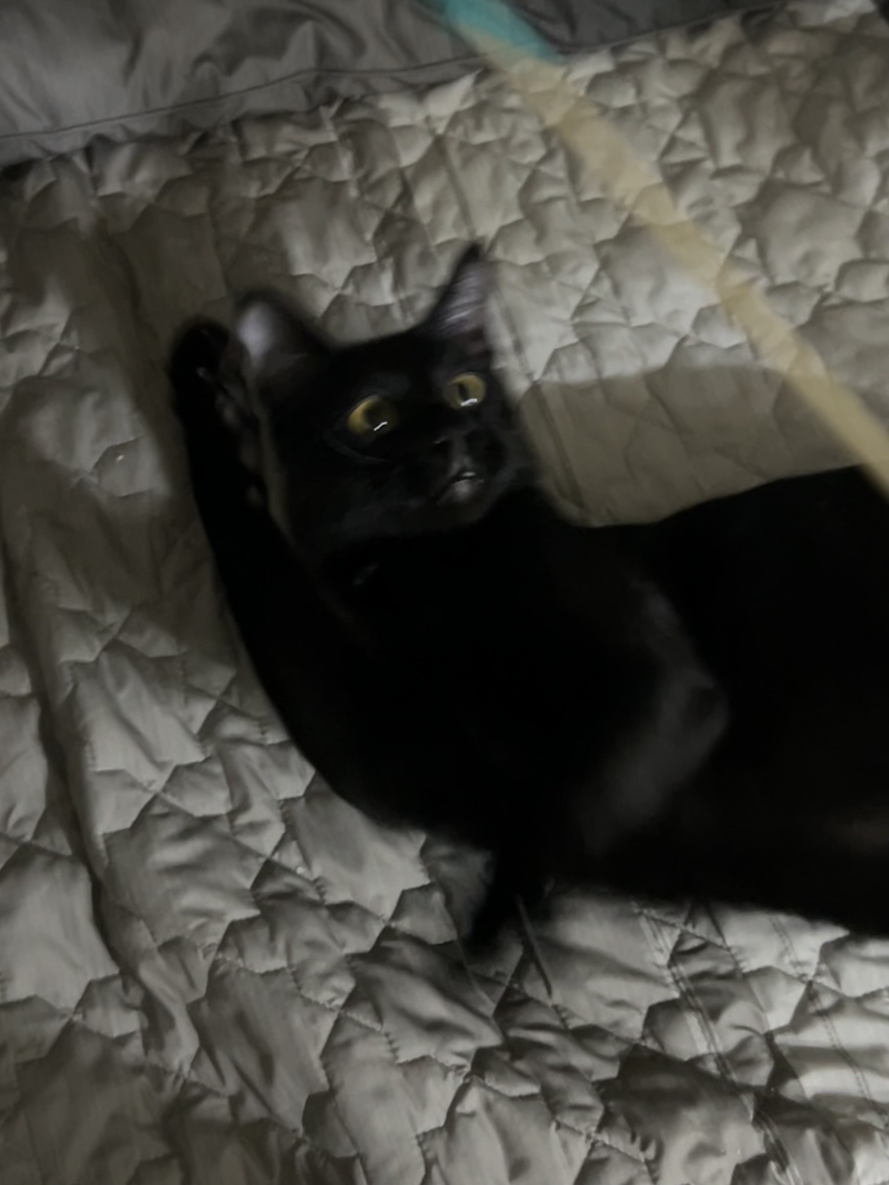 (입홍)✨ 도도한 외모지만 사람이 너무 좋은 개냥이남매 가족을 찾아요 ✨ | 인스티즈