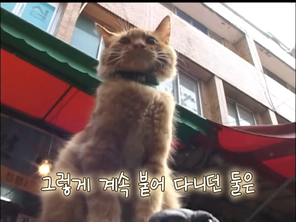 거북이 오너 고양이 | 인스티즈