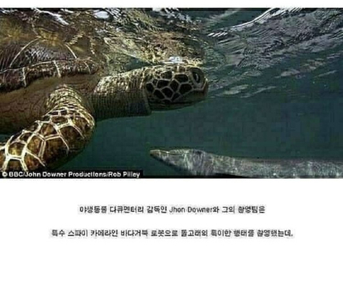 돌고래들이 마약하는 법 | 인스티즈