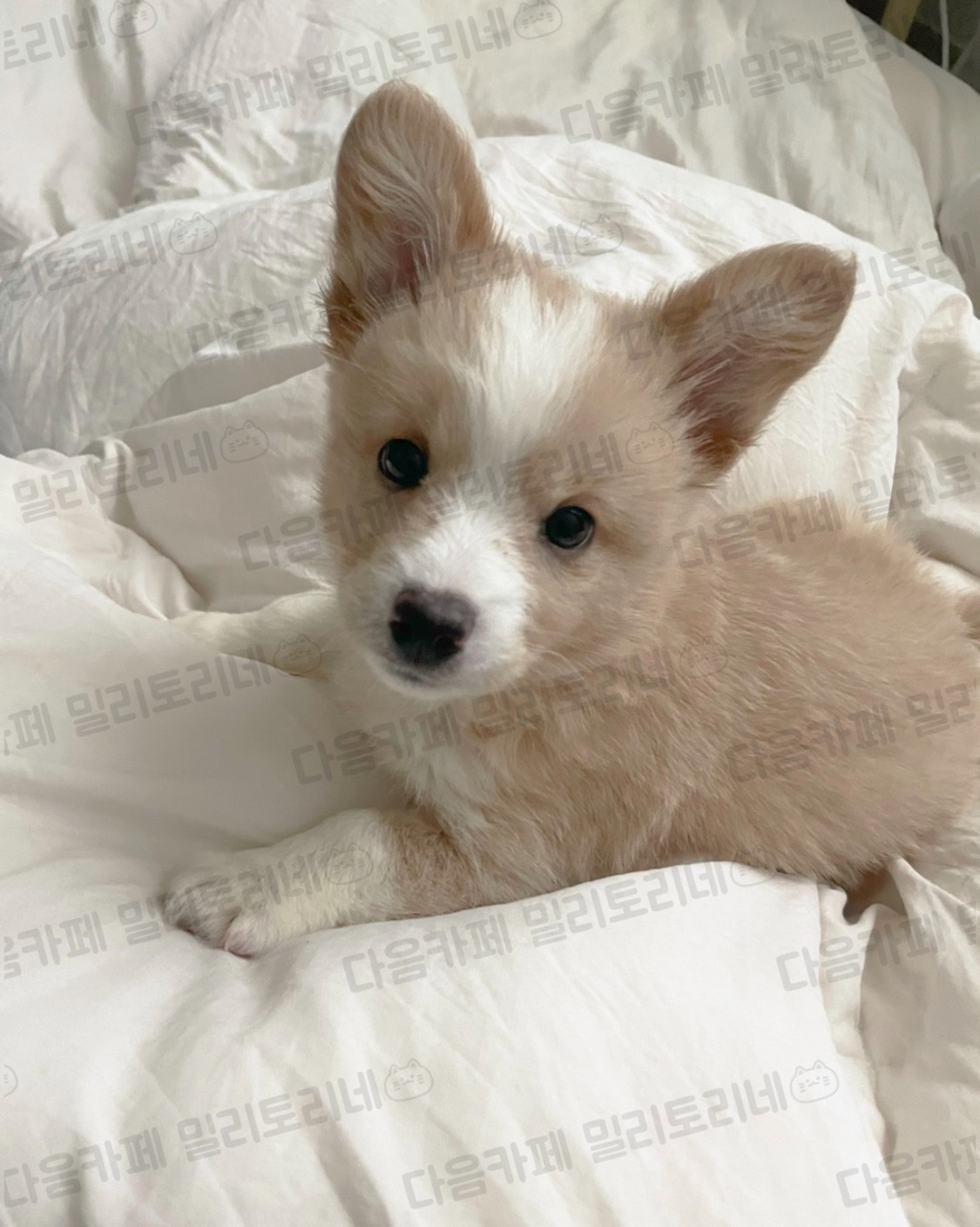 우리집 강아지 자랑함 | 인스티즈