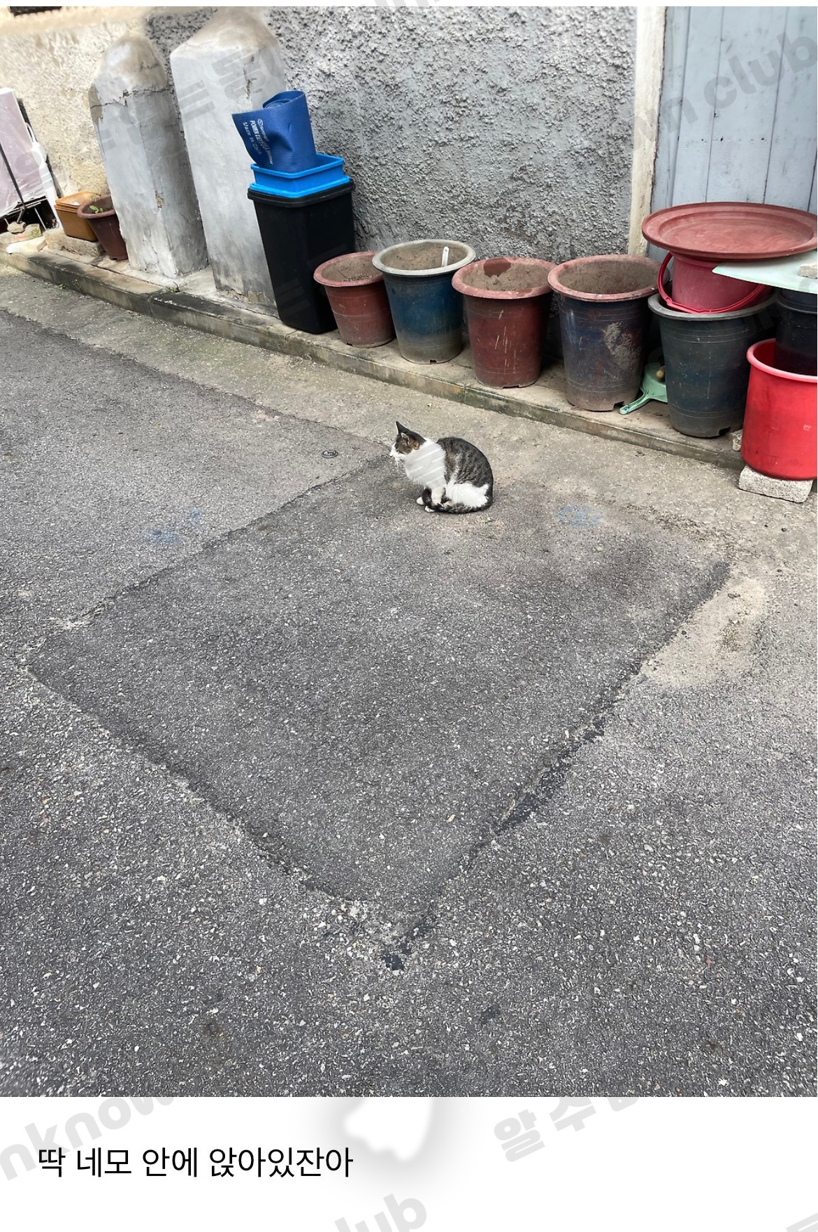 [알귀염] 고양이 진짜 네모 좋아하네 | 인스티즈