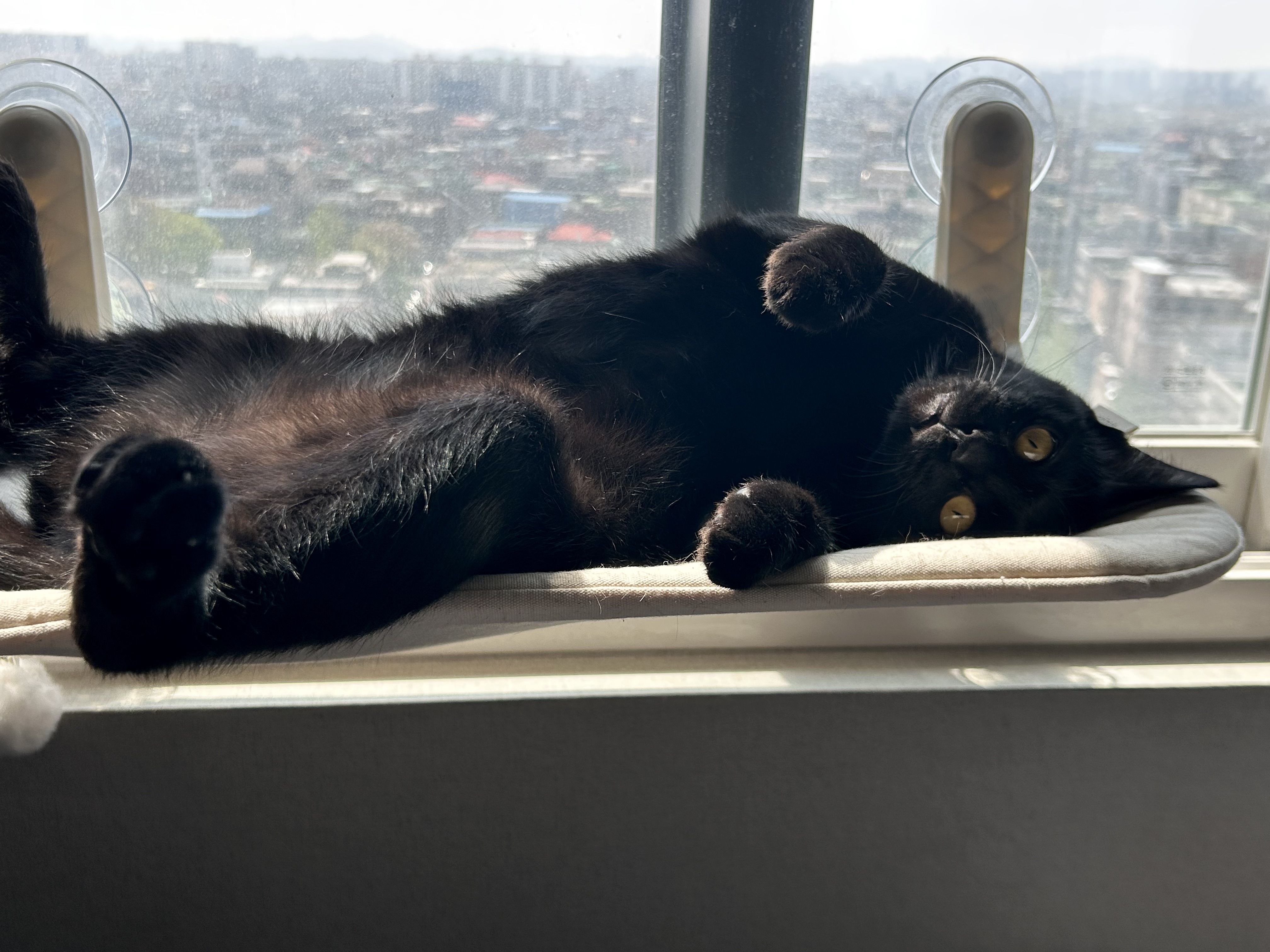 (입홍)✨ 도도한 외모지만 사람이 너무 좋은 개냥이남매 가족을 찾아요 ✨ | 인스티즈