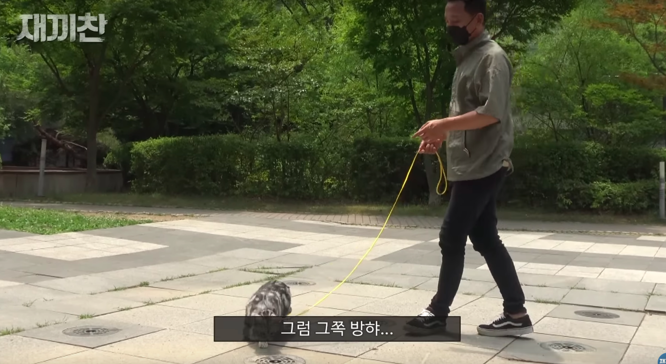 고양이 산책 시키는 강아지 훈련사 이찬종 선생님 | 인스티즈