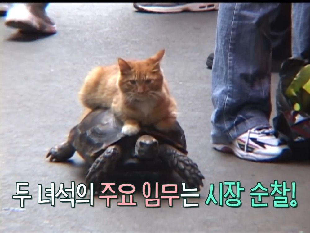 거북이 오너 고양이 | 인스티즈