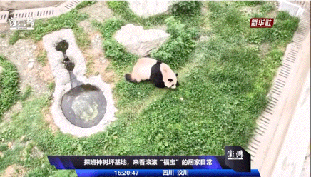 푸바오한테 사과 땅에 던져서 주는 중국 사육사 | 인스티즈