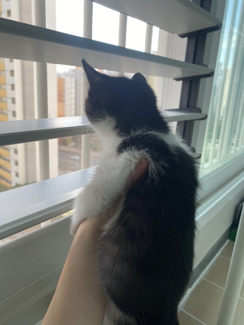 울고양이 성장과정..(사진많음주의) | 인스티즈