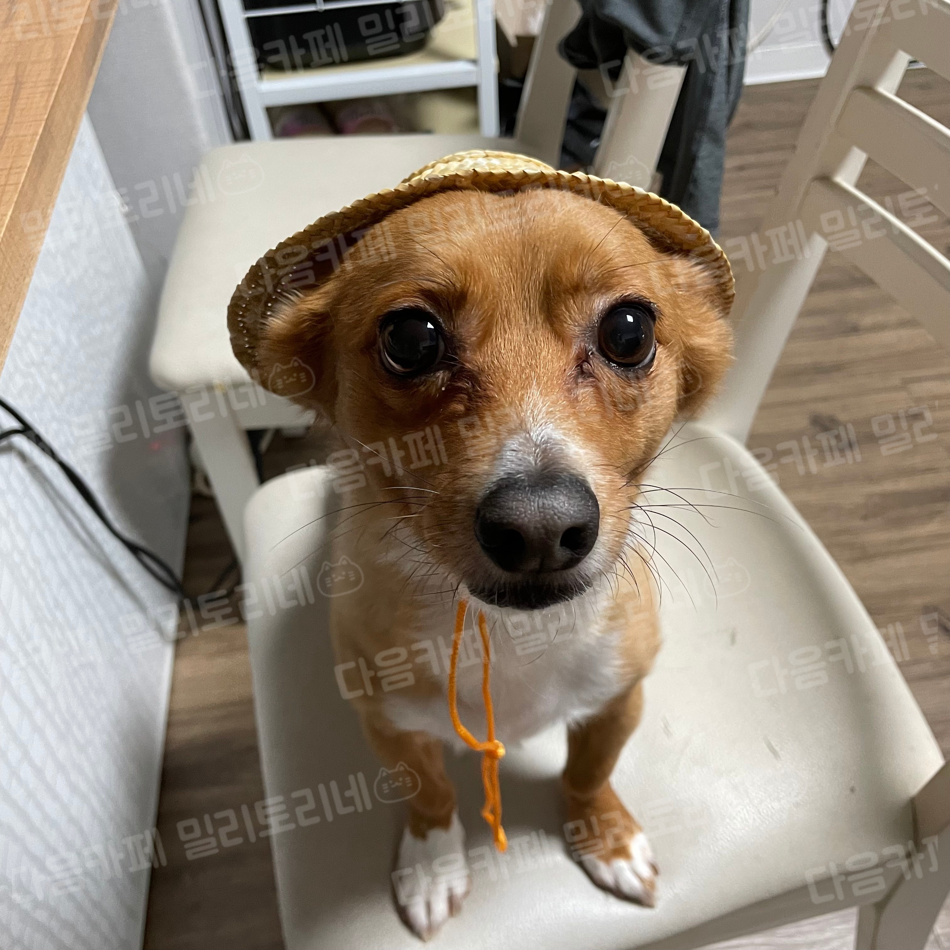 [냥귀염] 도란나 다이소에 모자 있길래 샀는데 진짜 도란나 | 인스티즈