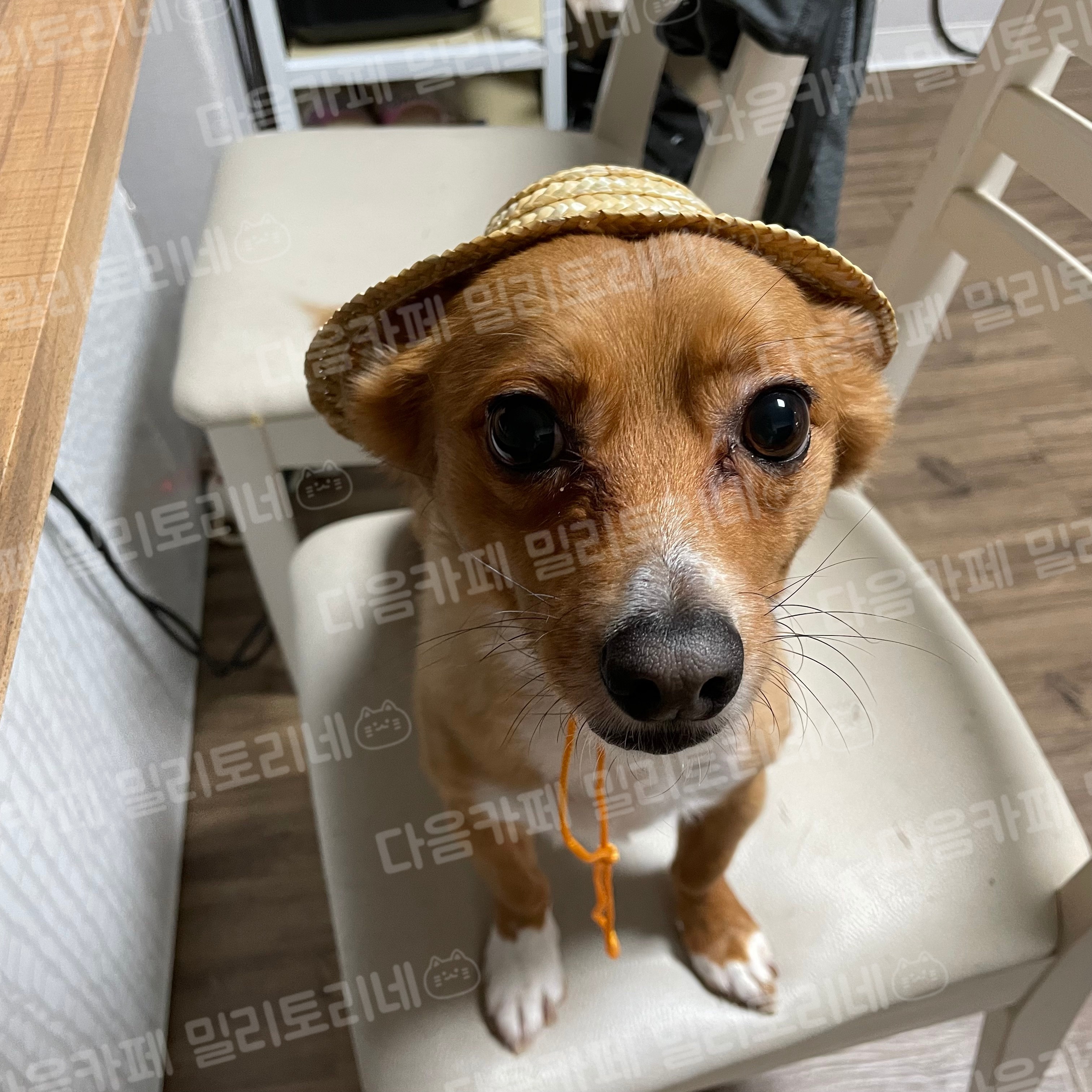 [냥귀염] 도란나 다이소에 모자 있길래 샀는데 진짜 도란나 | 인스티즈