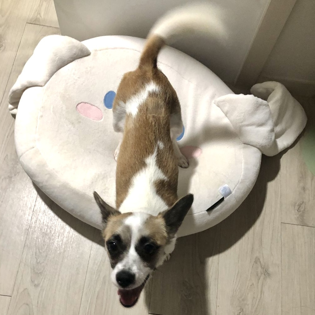 한국에서 너구리 키우기 합법임ㅇㅇ 🤎너구리믹스 모키의 가족을 찾아요! | 인스티즈