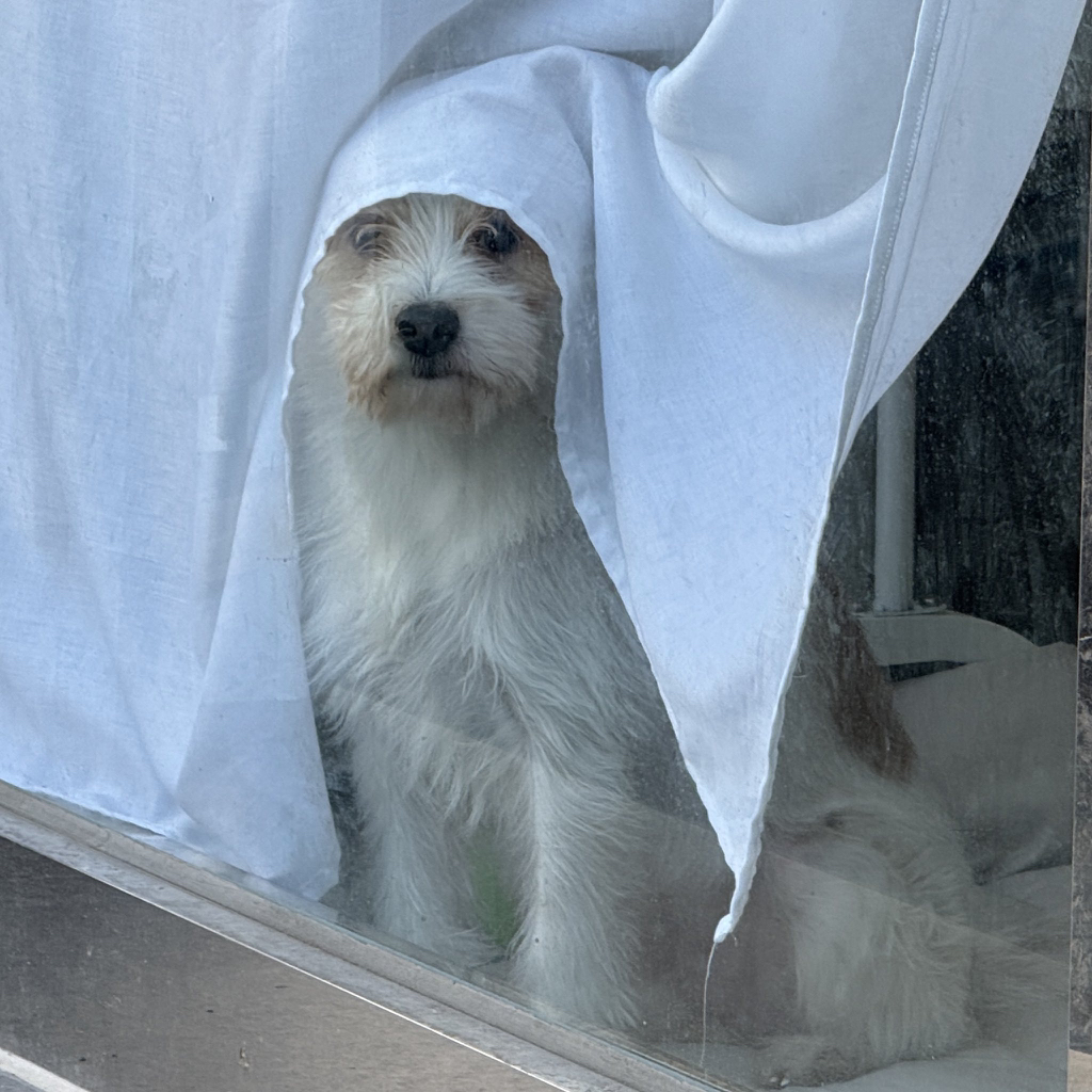 귀여운게 하나가 아니라 둘 | 인스티즈