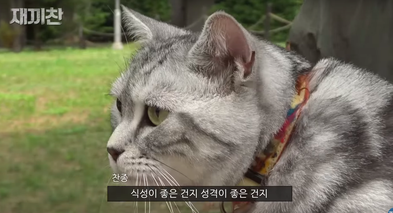 고양이 산책 시키는 강아지 훈련사 이찬종 선생님 | 인스티즈