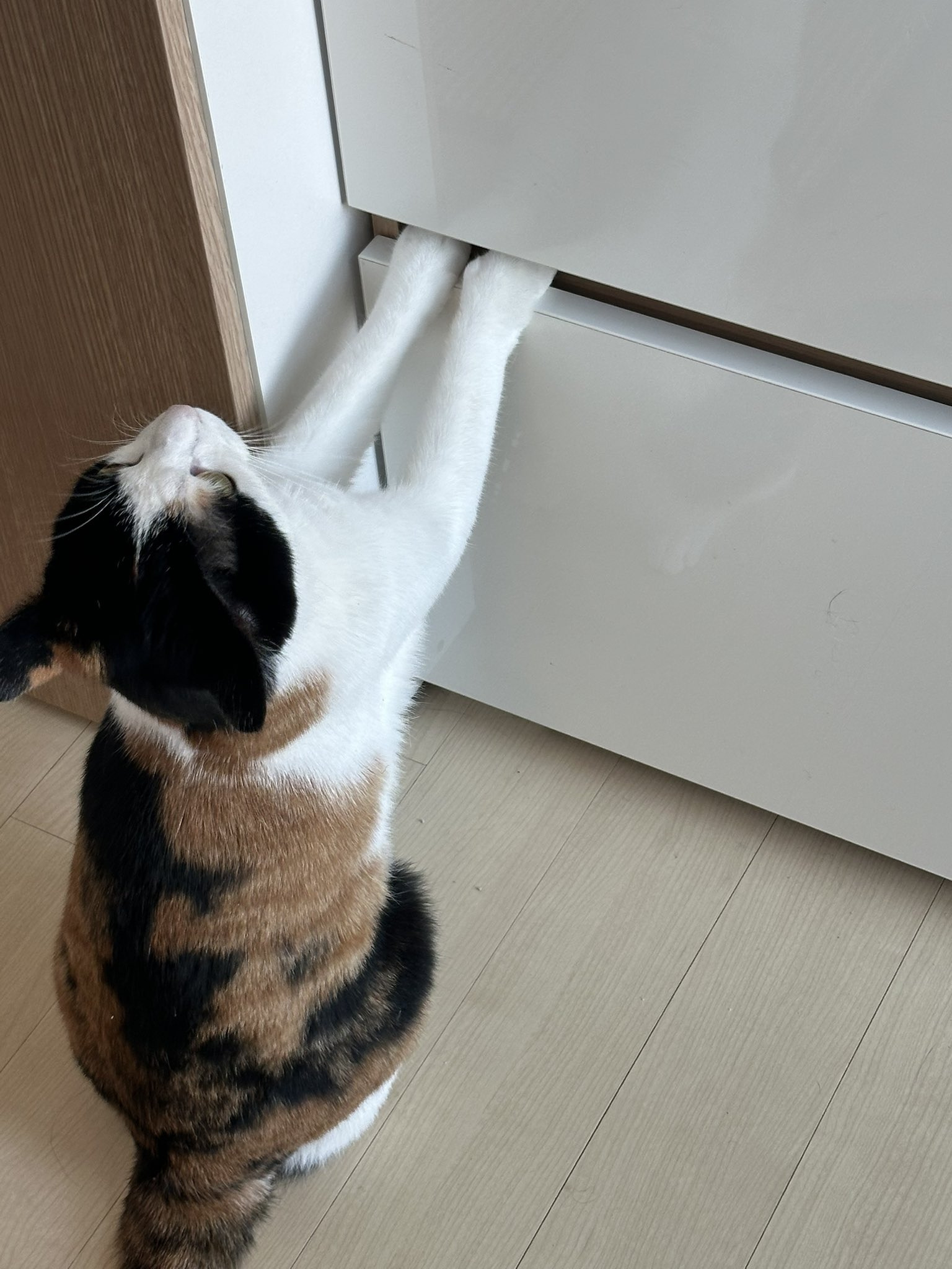 봄맞이 서랍정리 한번 한 이후로 자기도 열려고 함. 어이없음; | 인스티즈