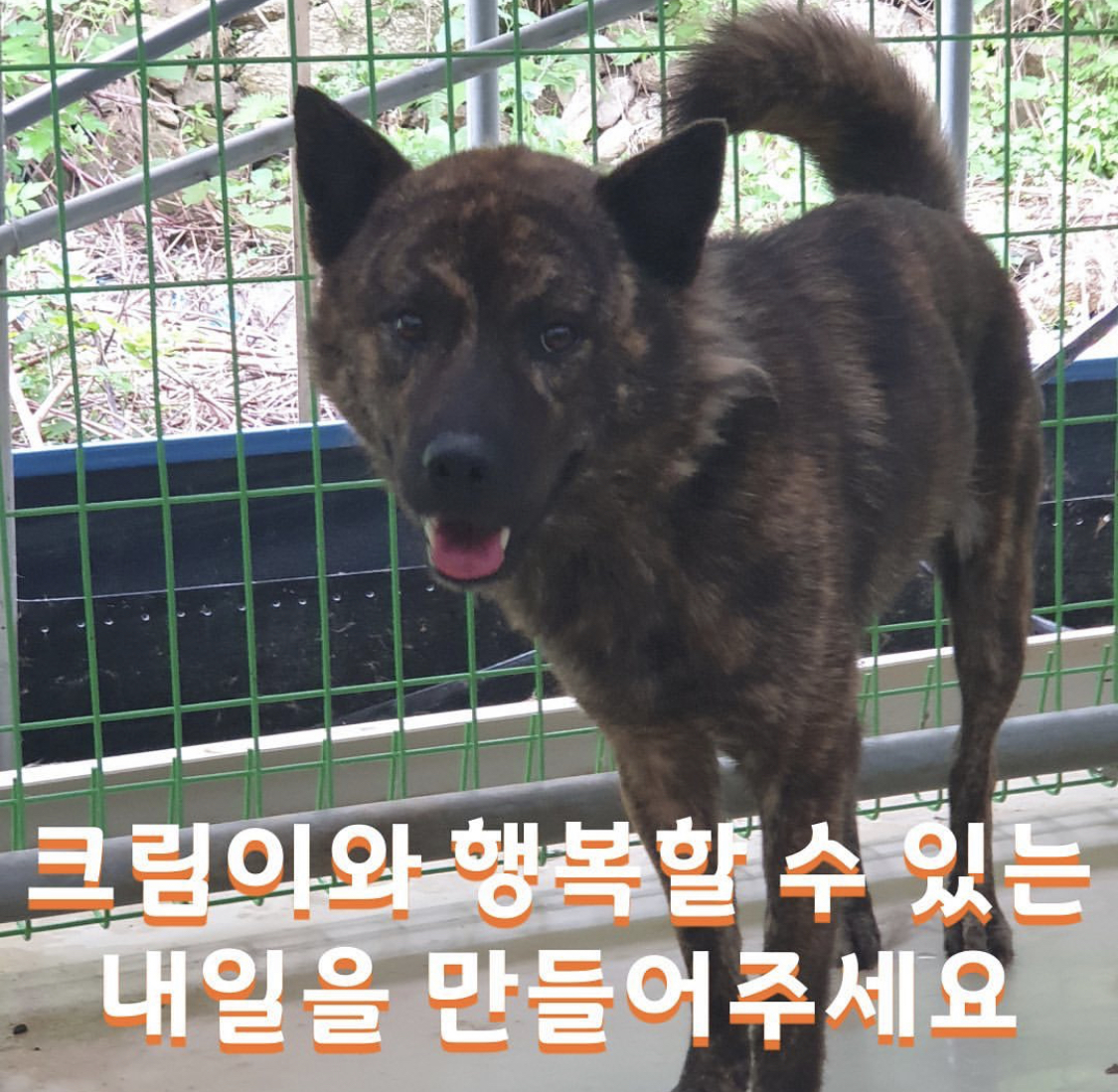 안락사 명단에 올라온 크림이가 처음으로 활짝 웃음을 지었어요 | 인스티즈