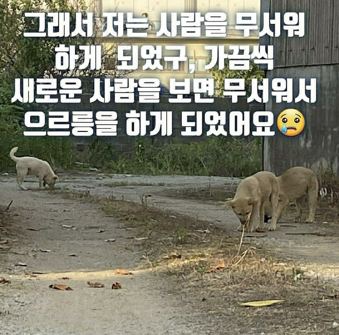 심바 이번주 안락사 확정 | 인스티즈