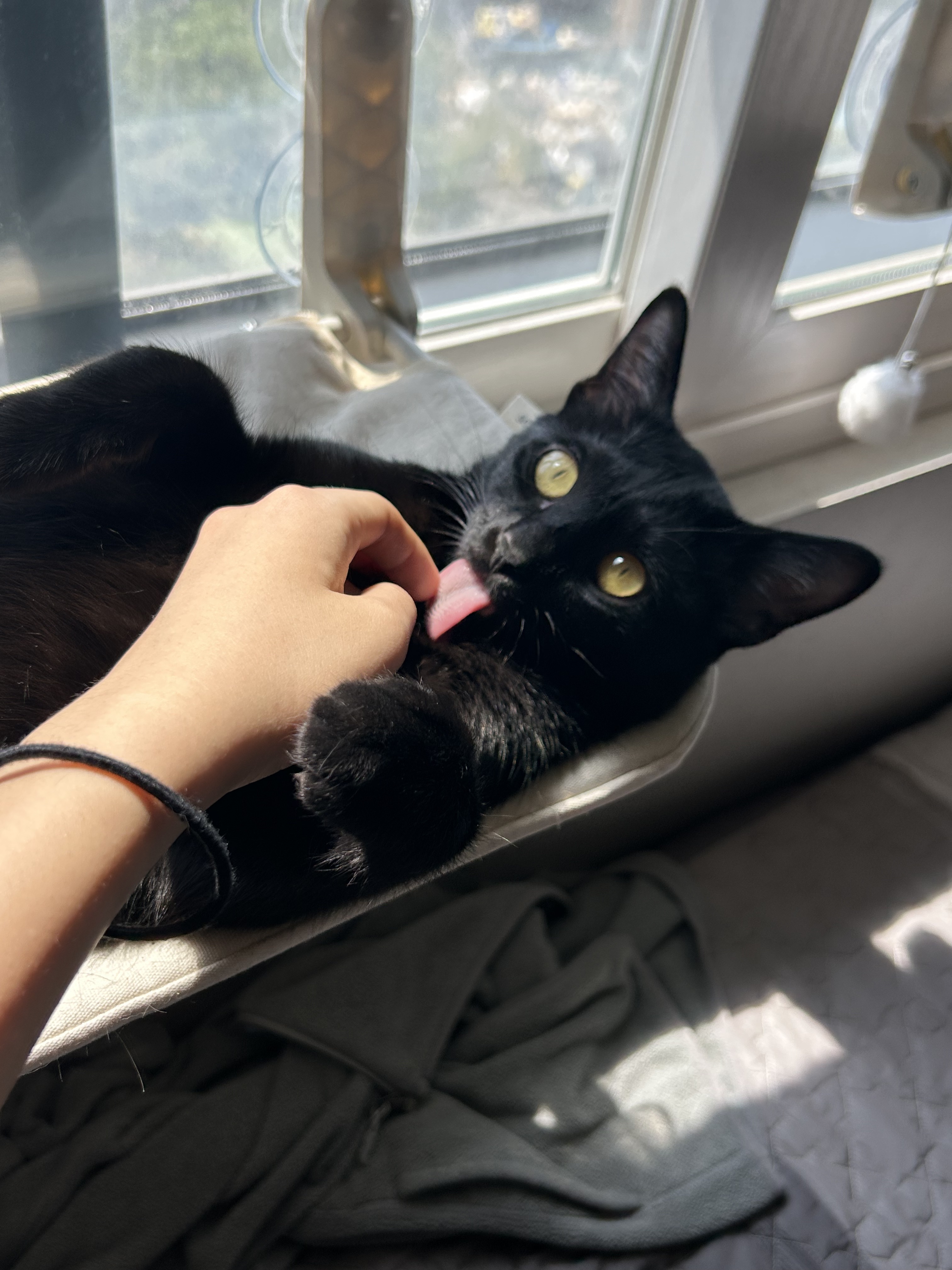 (입홍)✨ 도도한 외모지만 사람이 너무 좋은 개냥이남매 가족을 찾아요 ✨ | 인스티즈