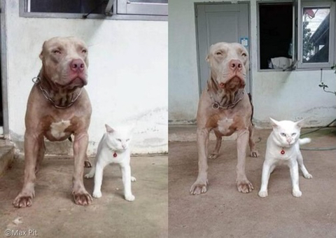 핏불과 같이 자란 고양이.jpg | 인스티즈