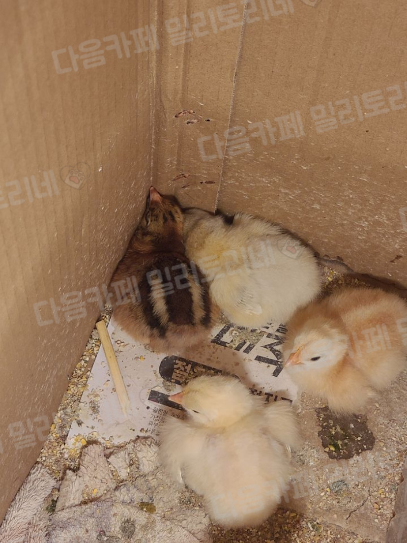 병아리들 내 보지 좋아함 | 인스티즈