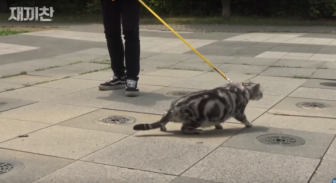 고양이 산책 시키는 강아지 훈련사 이찬종 선생님 | 인스티즈