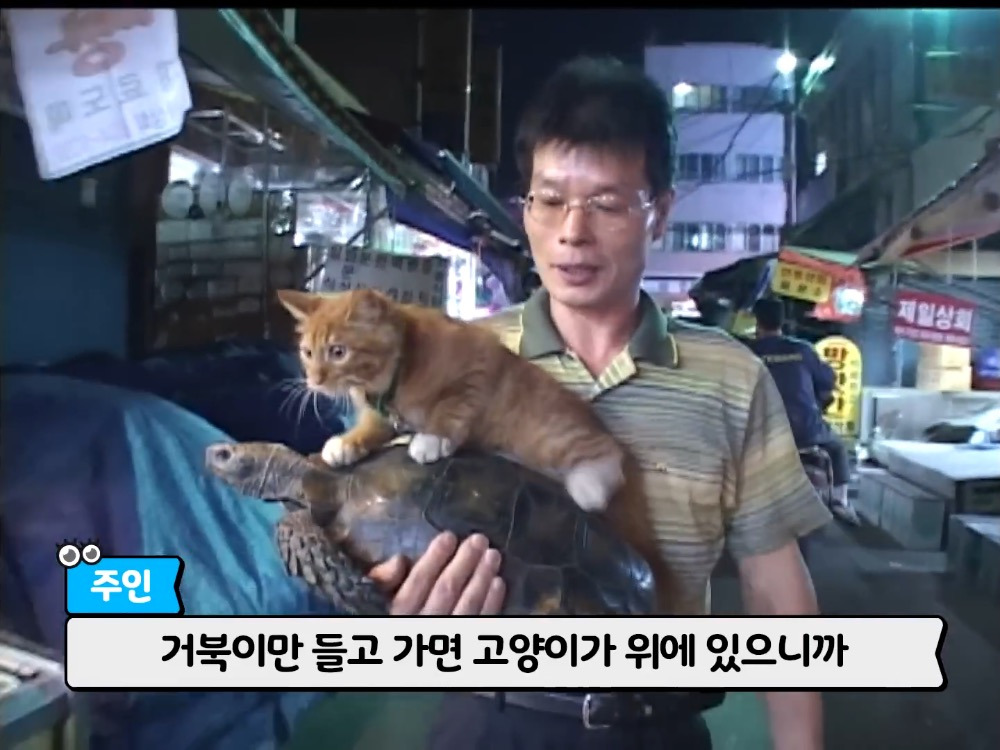 거북이 오너 고양이 | 인스티즈