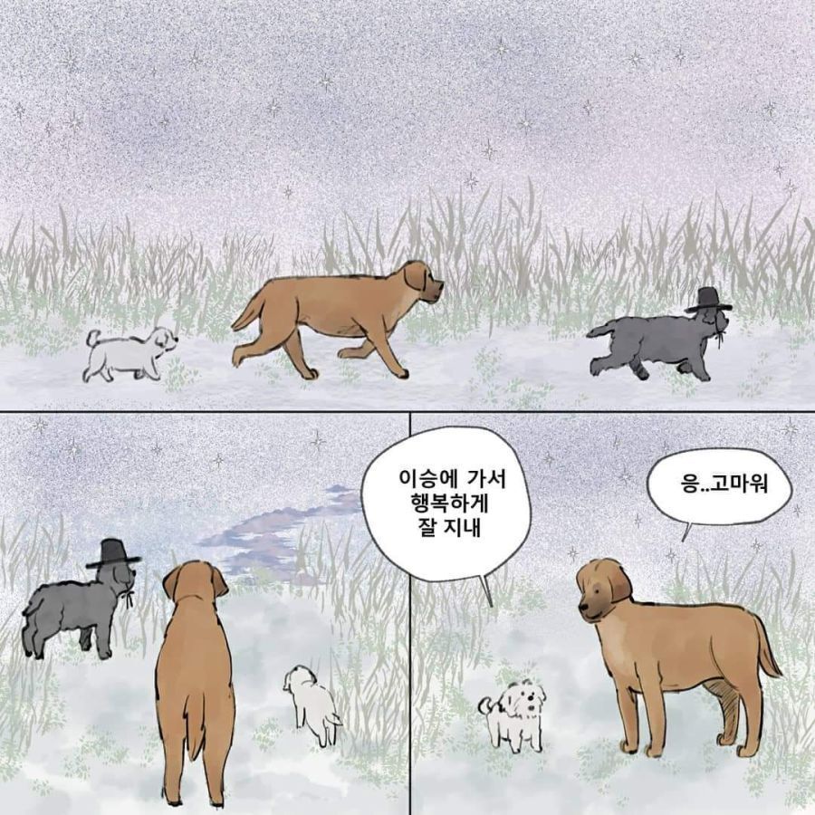 환생하려는 강아지 | 인스티즈