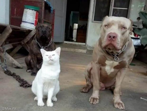 핏불과 같이 자란 고양이.jpg | 인스티즈
