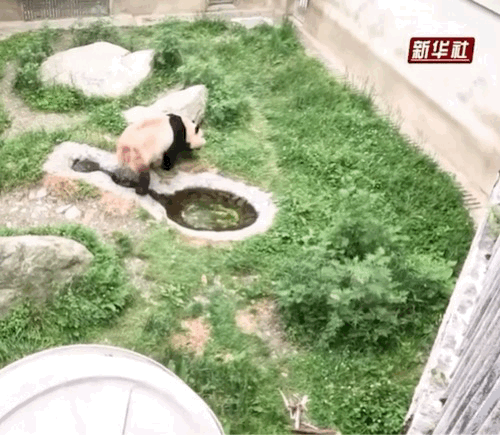 푸바오한테 사과 땅에 던져서 주는 중국 사육사 | 인스티즈