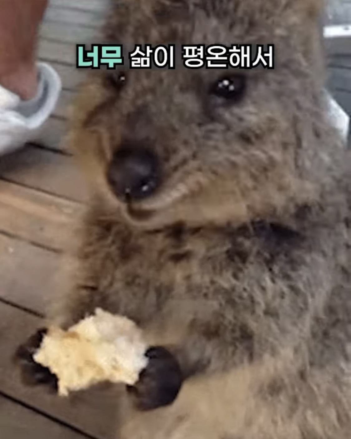 호주 사는 유튜버가 말하는 호주에 의외로 우울증이 많은 이유.jpg | 인스티즈