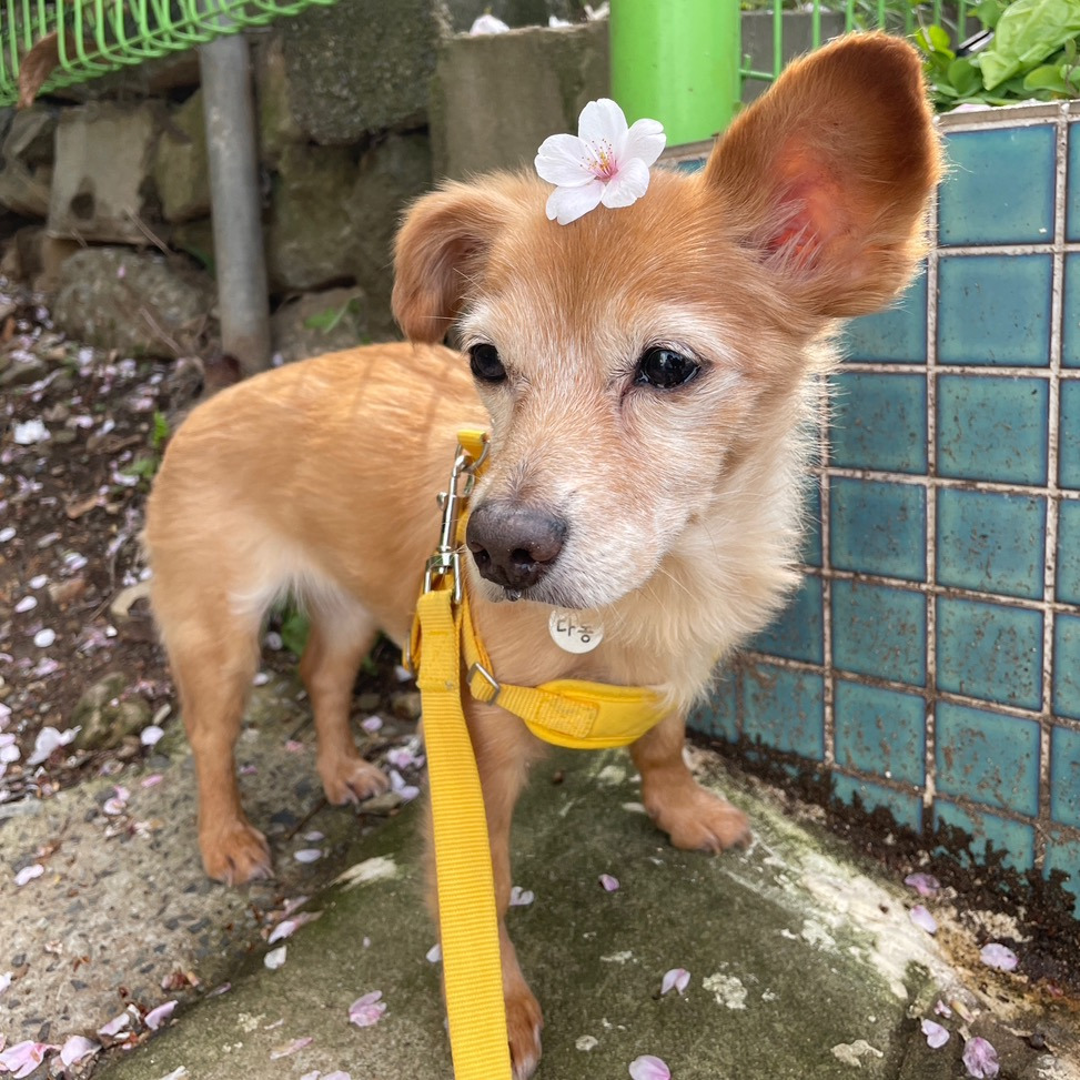 견주가 직접 안락사를 요청했던 다롱이의 평생가족을 찾아요 🫎🧡 | 인스티즈