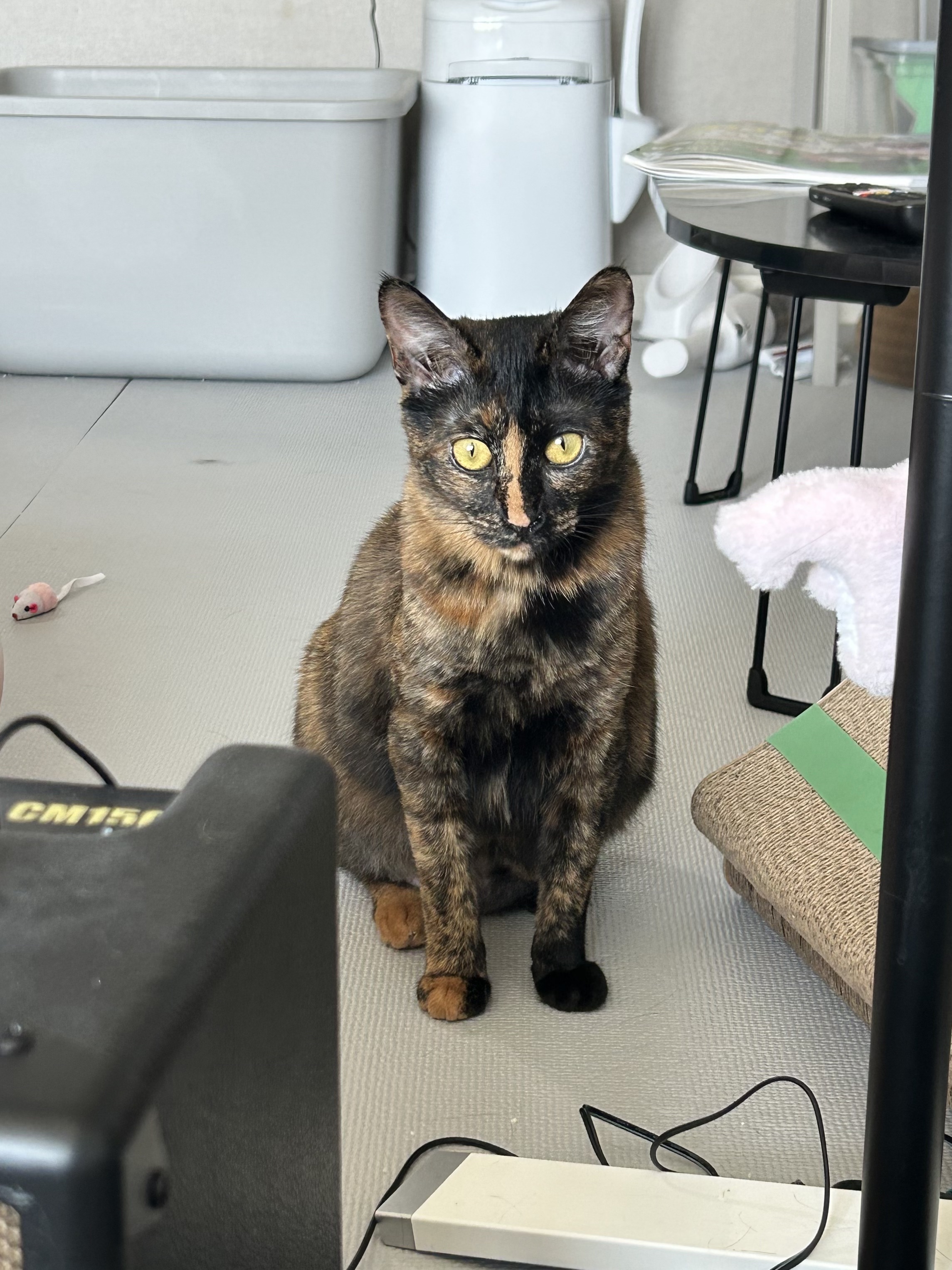 (입홍)✨ 도도한 외모지만 사람이 너무 좋은 개냥이남매 가족을 찾아요 ✨ | 인스티즈