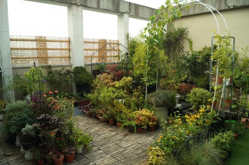 식물 가득한 옥상정원 🌿🍃 | 인스티즈