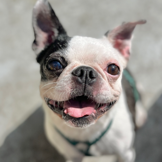 딱 3개월‼️ 따수운 임보처를 기다리는 귀염둥이들 🐶❤️ | 인스티즈