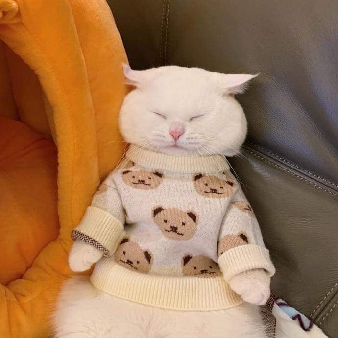 주디 이미지