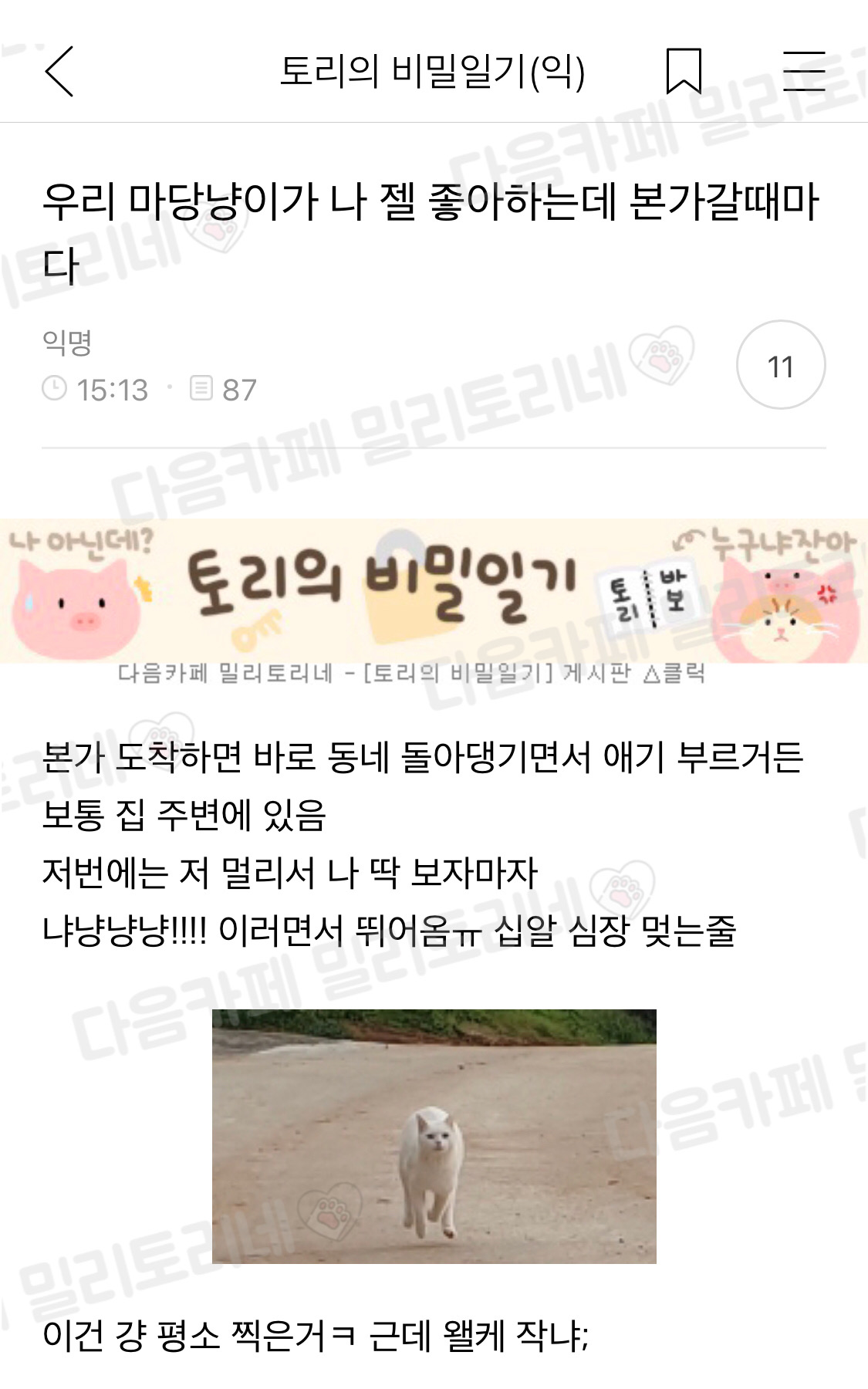 우리 마당냥이가 나 젤 좋아하는데 본가 갈 때마다 | 인스티즈