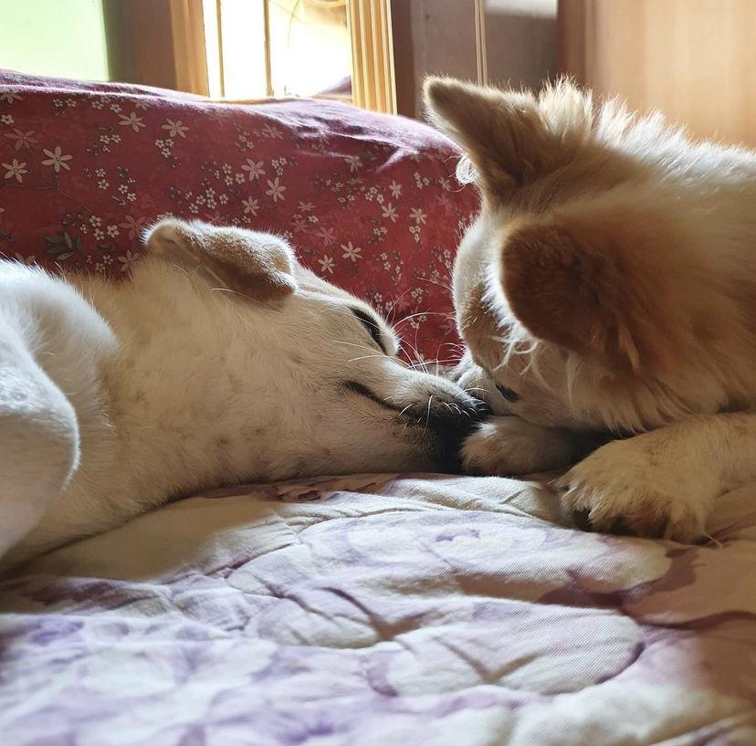 한 때 대한민국에서 모르는 사람이 없던 강아지 | 인스티즈