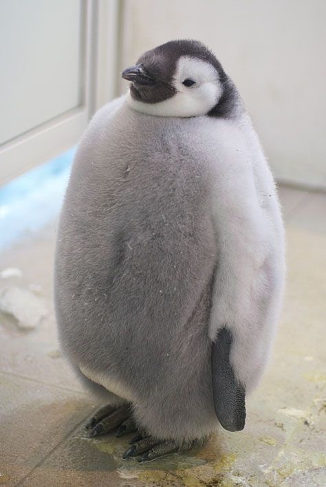 거보 이미지