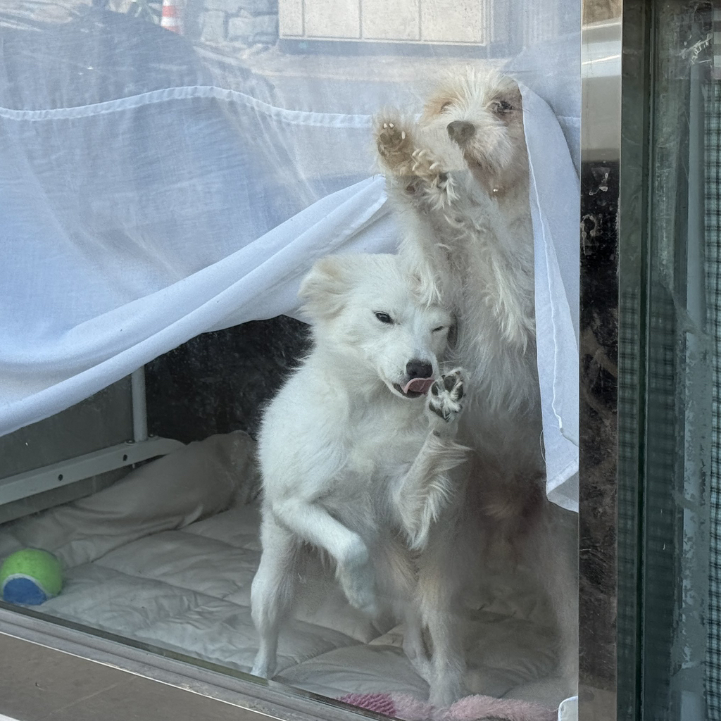 귀여운게 하나가 아니라 둘 | 인스티즈