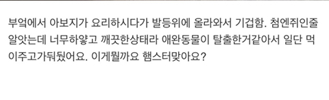 집에서 쥐 나왔는데 햄스터 같기도 하고..(+후기) | 인스티즈