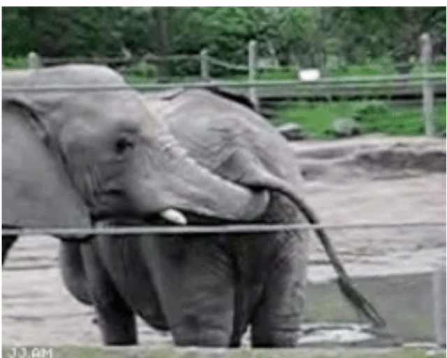 대부분 잘 모르는 코끼리에 대한 충격적인 진실...(좀 드러움) | 인스티즈