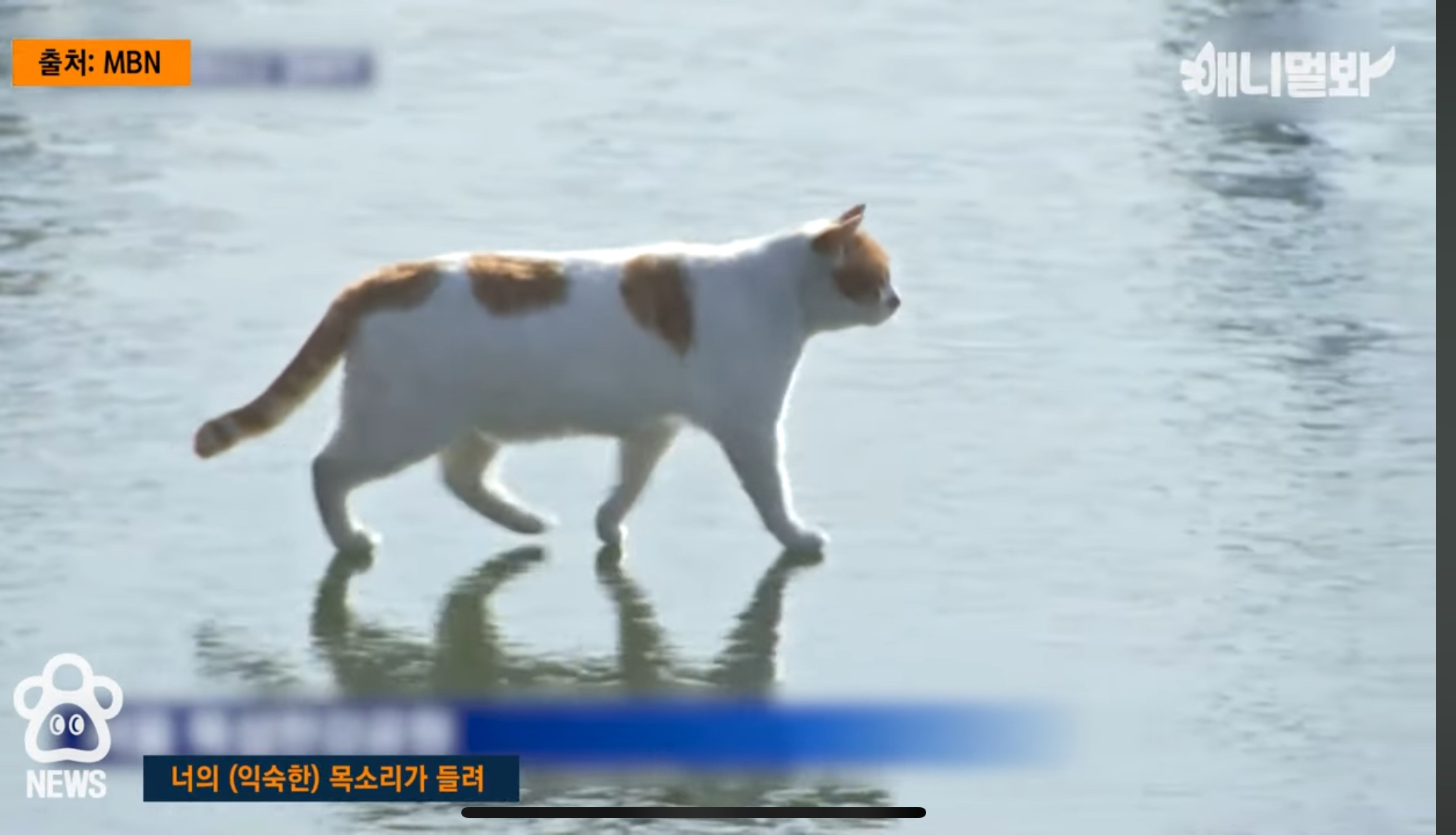 '꽁꽁 얼어붙은 한강위로 고양이가 걸어다닙니다' 챌린지 목소리 주인공 후기 | 인스티즈